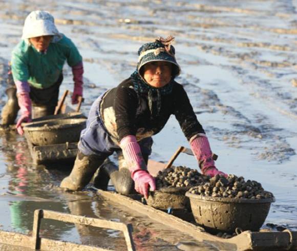 ▲ 뻘배를 이용한 어업활동.ⓒ해수부