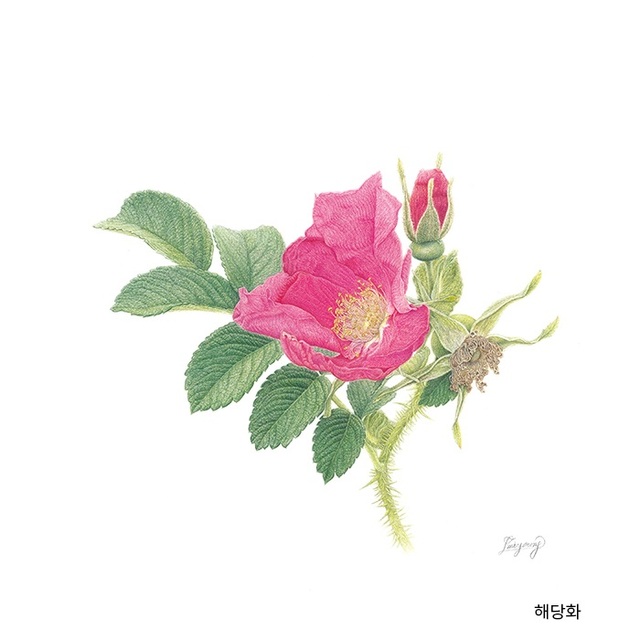 ▲ 식물세밀화 전시회에서 선보인 해당화.ⓒ종이위의 작가