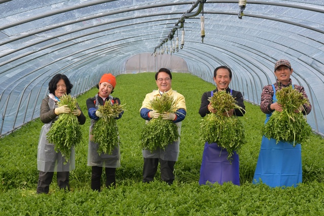 ▲ 청도군(군수 김하수)은 지난 10일 맛과 향이 뛰어난 봄의 전령 ‘청도 한재 미나리’의 본격적인 출하를 앞두고, 청도읍 음지리 소재 친환경 미나리밭을 방문해 격려했다고 밝혔다.ⓒ청도군