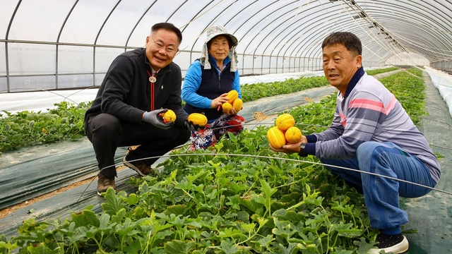 ▲ 칠곡군은 군의 대표 농산물인 참외가 13일 첫 출하해 전국 소비자들의 입맛 공략에 나섰다.ⓒ칠곡군