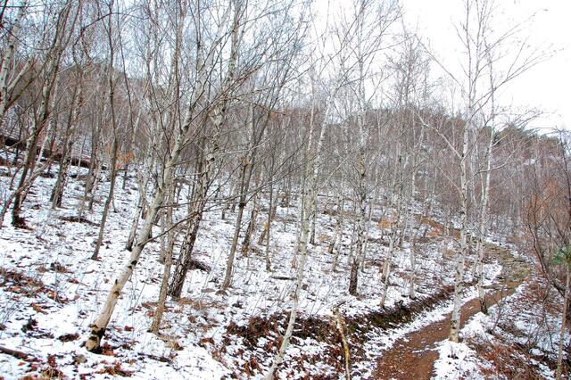 ▲ 잔설속의 자작나무숲길.ⓒ진경수 山 애호가