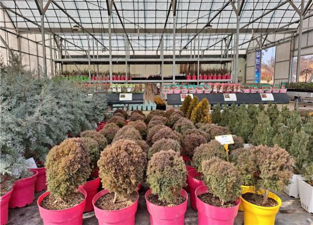 ▲ 다음 달 31일부터 열리는 옥천묘목축제를 준비하며 전시되고 있는 이원면 묘목농가의 묘목들.ⓒ옥천군