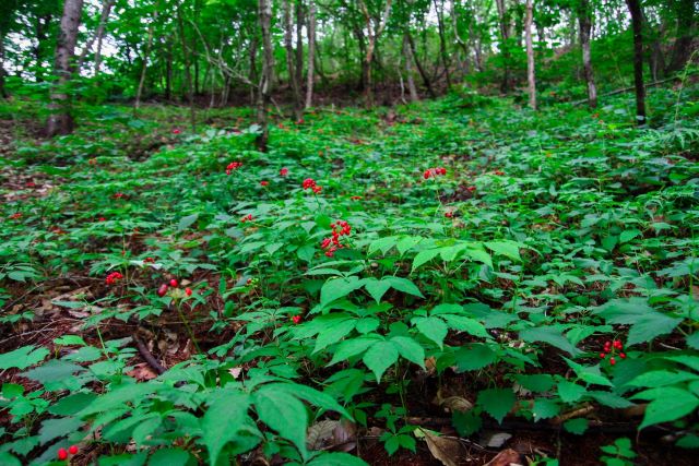 ▲ 산양삼.ⓒ단양군