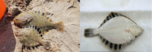 ▲ 친환경 동해안 별미 ‘강도다리‘.ⓒ경상북도어업기술원