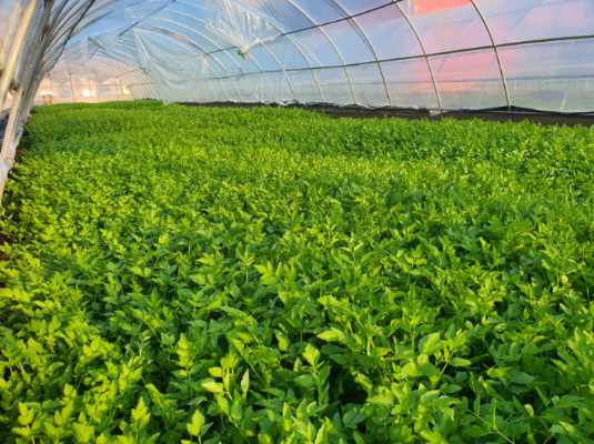 ▲ 경산 지역의 특산물로 자리매김한 ‘육동 미나리’는 육동(비오재 너머 6개 마을을 통칭)의 청정 자연환경과 더불어 품질 고급화를 위한 영농시설 지원, 오랜 기간 축적된 영농기술의 통합으로 농가소득 창출에도 이바지하고 있다.ⓒ경산시