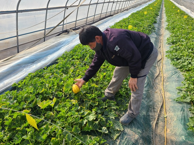 ▲ 뛰어난 맛과 품질로 경산시의 봄철 대표 작물로 유명한 참외가 24일 박성경 농가(판매장 26번)에서 울산공판장으로 첫 출하된다.ⓒ경산시
