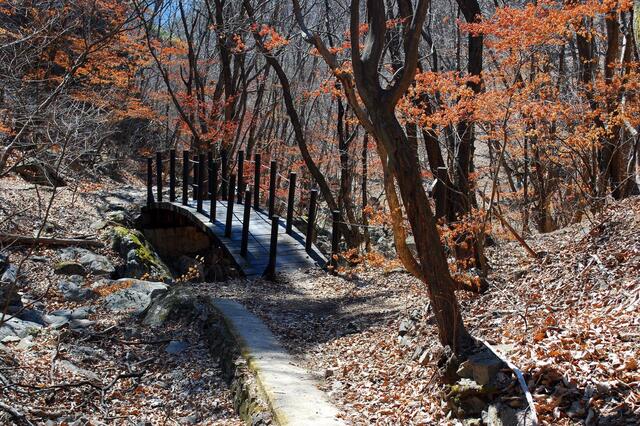 ▲ 갈색의 겨울 단풍이 멋들어진 구름다리.ⓒ진경수 山 애호가