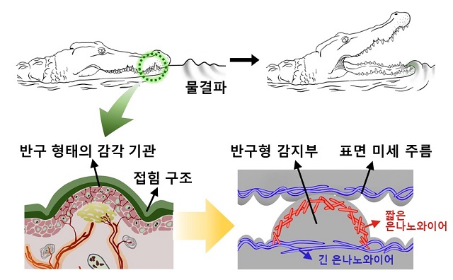 ▲ 악어피부모방 전방향 신축성 압력센서 대표 그림.ⓒ포스텍