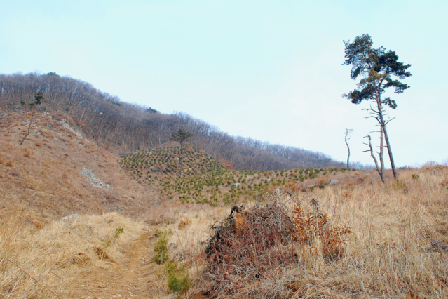 ▲ 만뢰산 소나무 조림지.ⓒ진경수 山 애호가