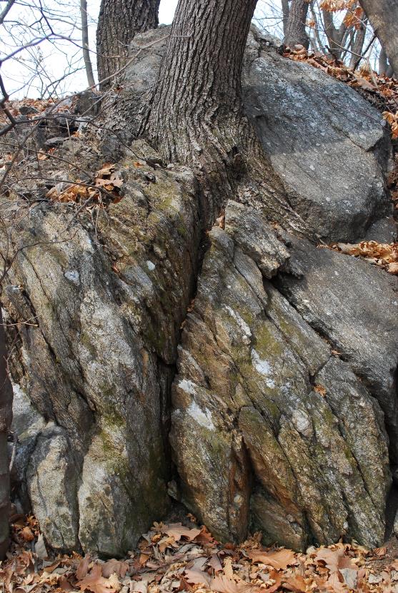 ▲ 바위틈새를 파고들어 살고 있는 참나무.ⓒ진경수 山 애호가