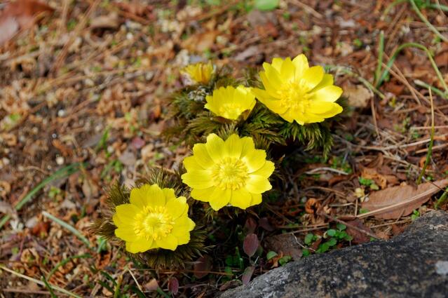 ▲ ⓒ사진 진경수 山 애호가