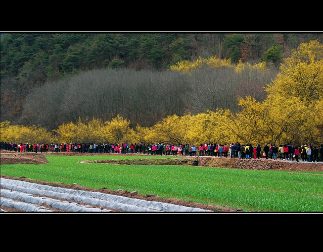 ▲ 봄 축제의 시작은 이달 25부터 4월 2일까지 9일간 의성군에서 가장 먼저 꽃망울을 터트리며 만개하는 ‘산수유마을꽃맞이축제’로 봄을 알린다.ⓒ경북도