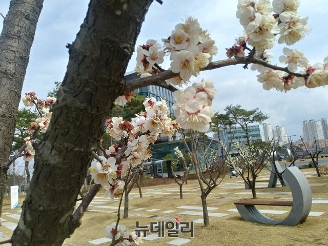 ▲ 최근 봄날씨가 이어지며 매화꽃이 활짝 봉우리를 터트렸다.ⓒ김동식 기자