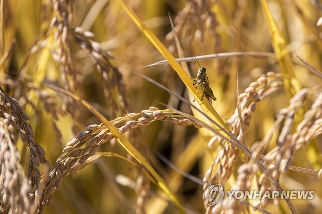 ▲ 벼.ⓒ연합뉴스