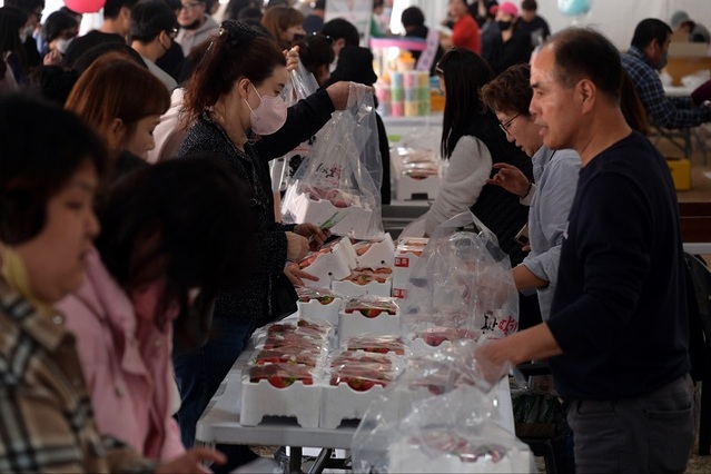 ▲ 딸기 축제장을 찾은 관광객들이 딸기를 구매하고 있다.ⓒ논산시