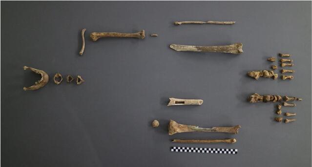 ▲ 고 김봉학 일병 유해의 전체 골격. ⓒ국방부 유해발굴감식단