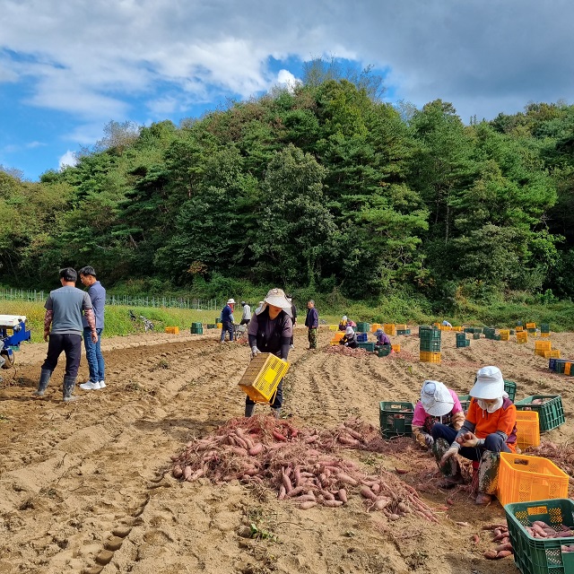 ▲ 외국인 계절근로자들이 일을 하고 있다.ⓒ봉화군