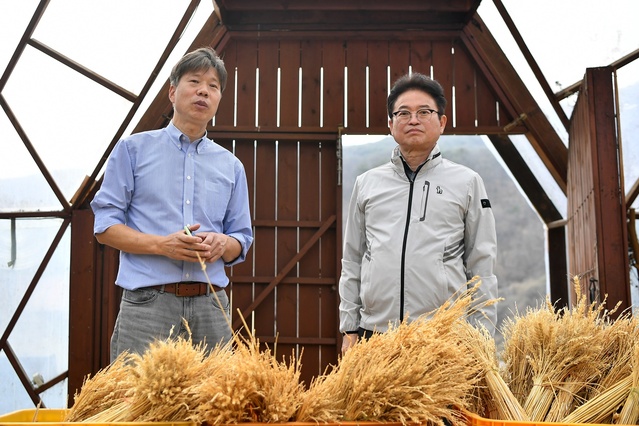 ▲ 밀과노닐다 박성호 대표(왼쪽)는 2007년 안동 맹개마을에 정착하기 전까지만 해도 독일 유학파 출신의 IT 벤처기업 대표였지만, 귀농을 결심하고 약 10만㎡ 땅에 밀과 메밀을 심어 유기농 통밀로 만든 전통수제방식의 프리미엄 소주를 만들어 미국과 영국 등 수출처를 확대하고 있다.ⓒ경북도