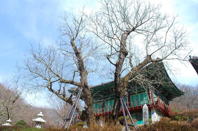 ▲ 국가지정문화재 천연기념물인 광덕사 호두나무.ⓒ진경수 山 애호가