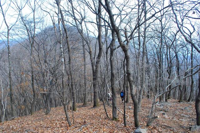 ▲ 참나무 숲으로 우거진 부드러운 능선길.ⓒ진경수 山 애호가