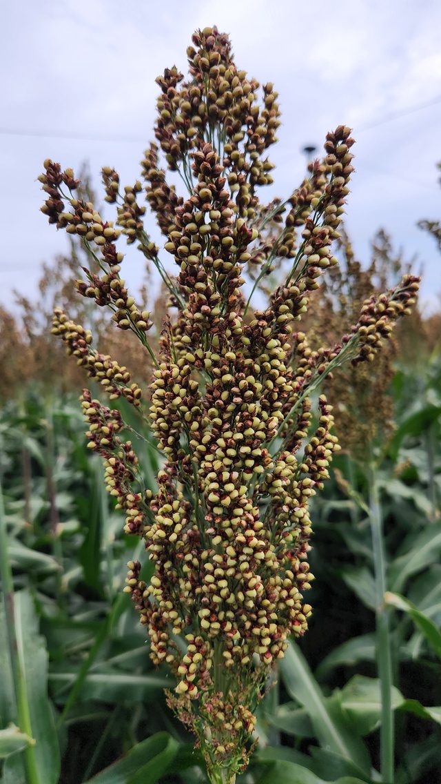 ▲ 경북농업기술원은 13일 키가 작고 곁가지가 적어 기계수확에 적합하며 폴리페놀, 플라보노이드 등 항산화 성분이 높은 수수 신품종 ‘홍메’를 개발했다.ⓒ경북도