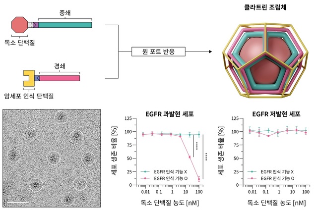 ▲ KAIST 연구팀이 개발한 암세포에만 약물 전달이 가능한 클라트린 조립체 모식도.ⓒKAIST