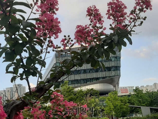 ▲ 배롱나무.ⓒ김동식 기자