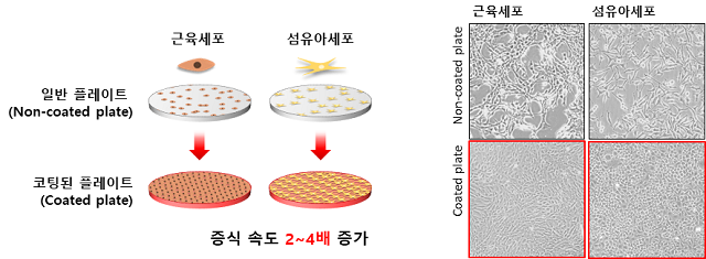 ▲ 의성군과 업무협약을 체결한 바이오 신소재 개발기업 ㈜엘엠케이와 배양육 스타트업인 ㈜티센바이오팜이 최근 공동으로 근육세포를 고속 배양할 수 있는 기술개발에 성공했다.ⓒ의성군