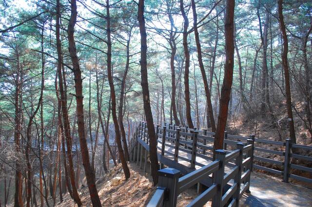 ▲ 숲속 공중 산책로 백화산 트리워크.ⓒ진경수 山 애호가