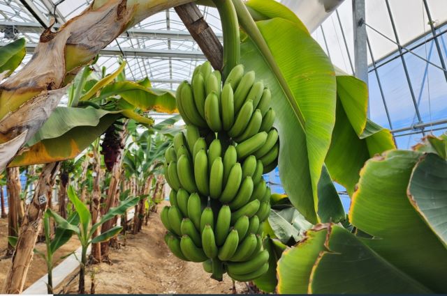 ▲ 제천농업기술센터 시설하우스에서 재배해 열매를 맺은 바나나.ⓒ제천시