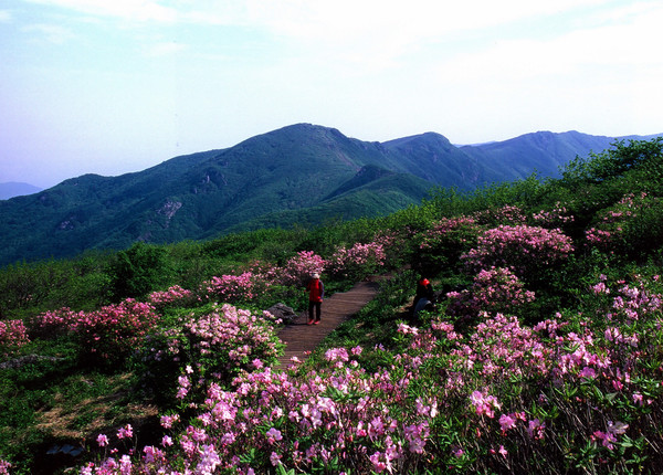 ▲ 충북 단양소백산에 활짝핀 철쭉꽃.ⓒ국립공원소백산관리공원