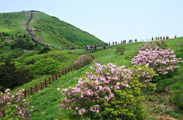 ▲ 소백산철쭉제 기간 소백산을 찾은 등반객들이 연분홍빛 철쭉이 만개한 비로봉을 걷고 있다.ⓒ단양군