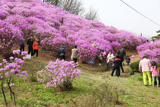 ▲ 효성 안양공장 진달래 동산.ⓒ효성