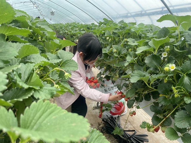 ▲ 농산물 수확시기에 맞춘 다양한 농산물 수확 체험은 관광객들에게 인기를 모으고 있다.ⓒ김천시