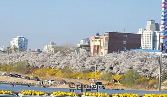 ▲ 벚꽃 개화가 시작된 청주 무심천변 모습.ⓒ김동식 기자