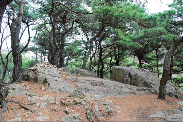 ▲ 소나무 숲으로 둘러싸인 아미산 제1봉.ⓒ진경수 山 애호가