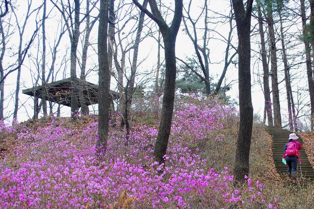 ▲ 자작나무 쉼터 부근의 진달래 군락지.ⓒ진경수 山 애호가