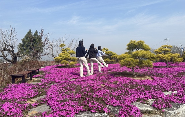 ▲ 화양읍 서상1리 버스 승강장 옆 도로변에 심어 놓은 꽃잔디가 진분홍빛 물결로 화려하게 만개했다.ⓒ청도군