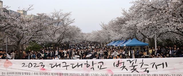▲ 대구대학교 총학생회(회장 김동재)는 지난 3월 28일 오후 5시부터 자정까지 경산캠퍼스 공과대학 본관 앞 도로변 벚꽃길에서 벚꽃 축제를 개최했다.ⓒ대구대
