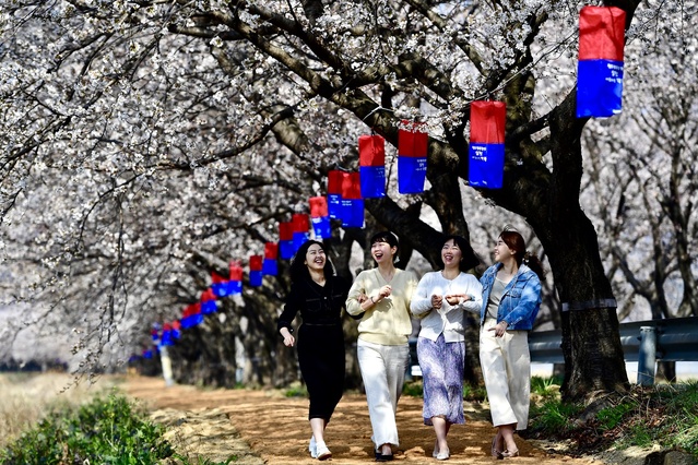 ▲ 청도군(군수 김하수) 각북면 명대리에서 우산리까지 벚꽃로드를 따라 하얀 벚꽃이 아름다운 자태를 뽐내고 있다.ⓒ청도군