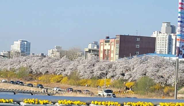 ▲ 벚꽃이 만개한 청주 무심천변 모습.ⓒ김동식 기자