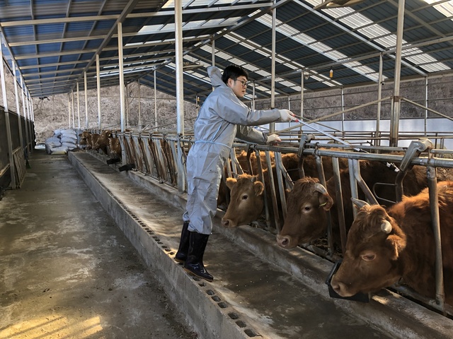 ▲ 군은 4월 1일부터 5월 12일까지 6주간 관내 소, 염소 사육 농가 총 170호 6,469두를 대상으로 구제역 발생 차단을 위한 상반기 구제역 백신 일제 접종을 한다.ⓒ영양군