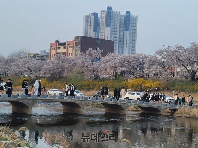 ▲ 지닌 31일 저녁 청주예술제와 함께 열린 청주 무심천 벚꽃축제 첫날 무심천에는 많은 행락객들로 법석였다.ⓒ김동식 기자