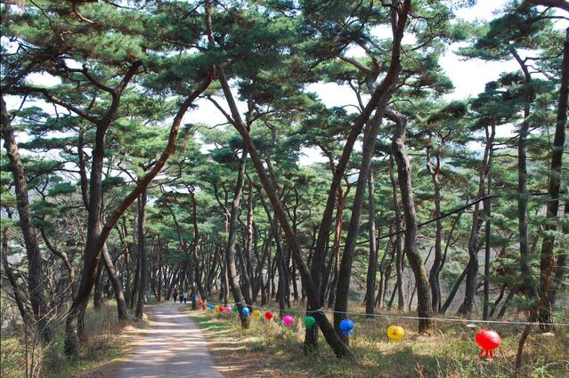 ▲ 봉곡사 입구의 천년의 숲길.ⓒ진경수 山 애호가