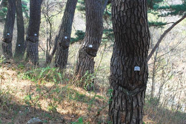 ▲ 역사의 아픔을 간직한 천년의 숲.ⓒ진경수 山 애호가