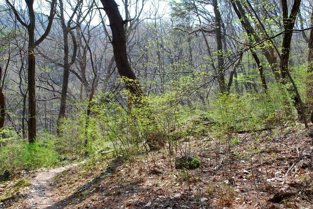 ▲ 새싹이 돋아나기 시작한 초목.ⓒ진경수 山 애호가