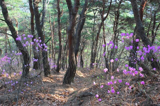 ▲ 울창한 소나무와 진달래 숲길의 봉수사 하행 코스.ⓒ진경수 山 애호가