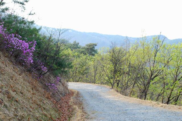 ▲ 봉수사에서 봉곡사에 이르는 1.7㎞ 임도.ⓒ진경수 山 애호가