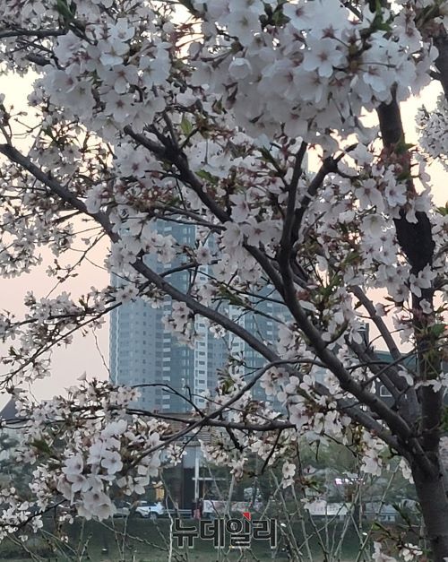 ▲ 청주 무심천 벚꽃이 지난주 축제를 전후로 만개했다.ⓒ김동식 기자
