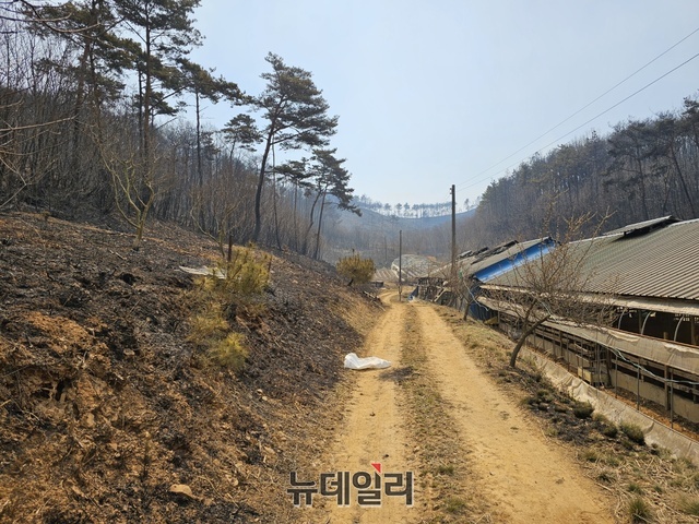 ▲ 충남 홍성군 서부면 송촌리 마을에는 화마가 할퀴고 간 산자락 바로 아래 축사가 119 대원 등의 화재 진압으로 축사가 온전하다.ⓒ김정원 기자